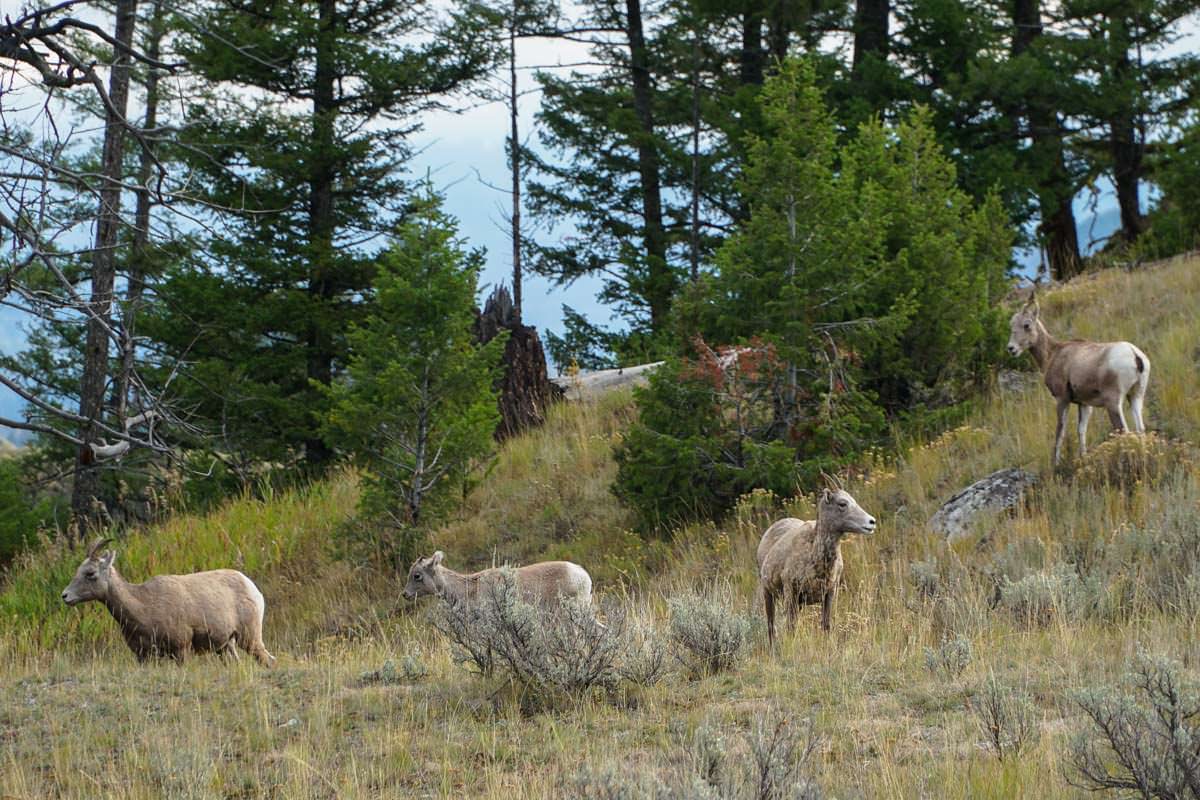 Ziegen im Yellowstone NP