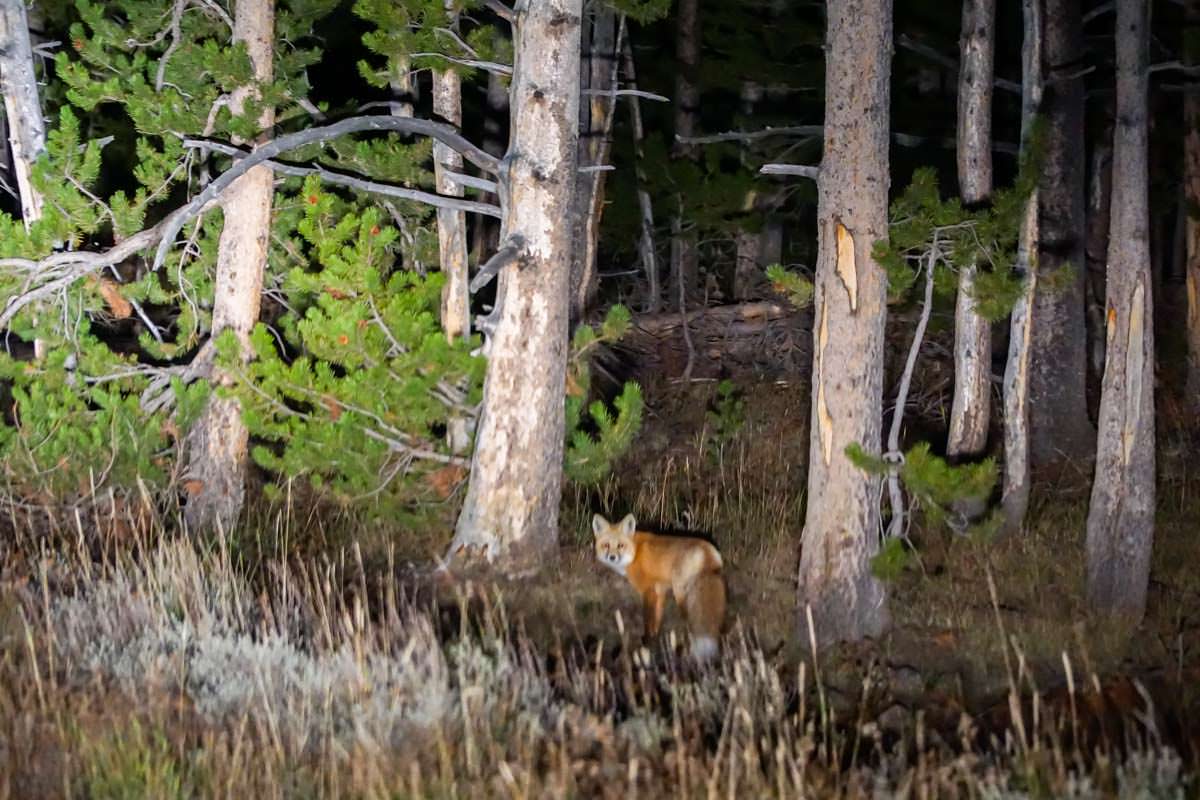 Fuchs im Yellowstone NP
