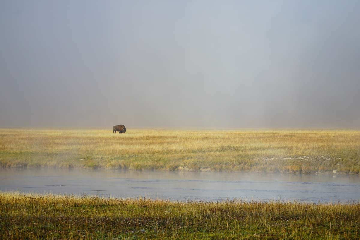 Bison im Yellowstone NP