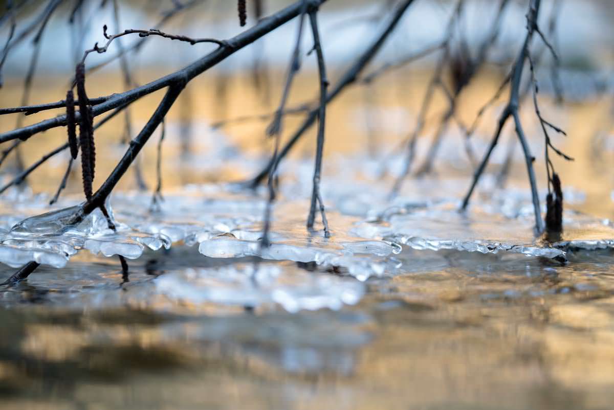 Eisinseln am Ast im Eistobel