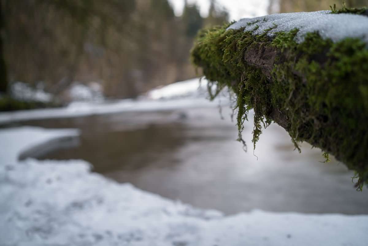 Moos trifft auf Eis Eistobel im Winter