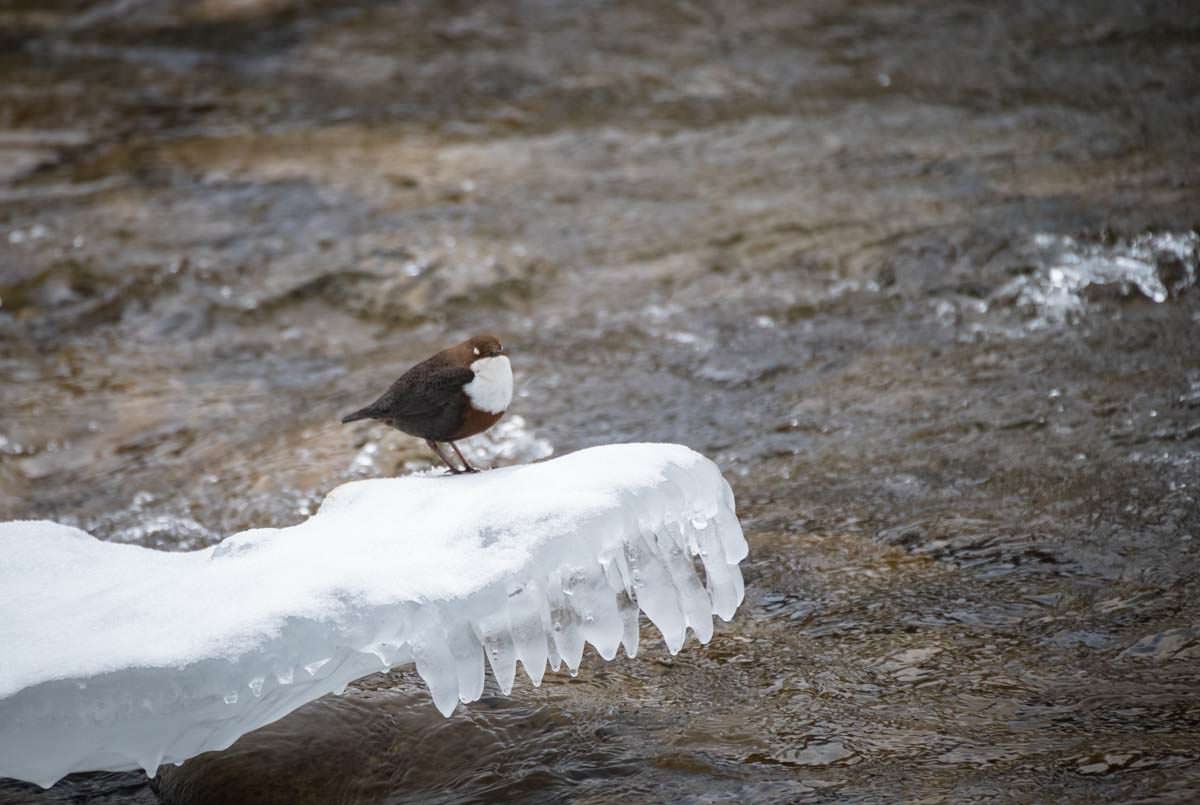 Ohren auf! Die Wasseramsel macht häufig durch ihren Gesang auf sich aufmerksam. Wasseramsel im Eistobel