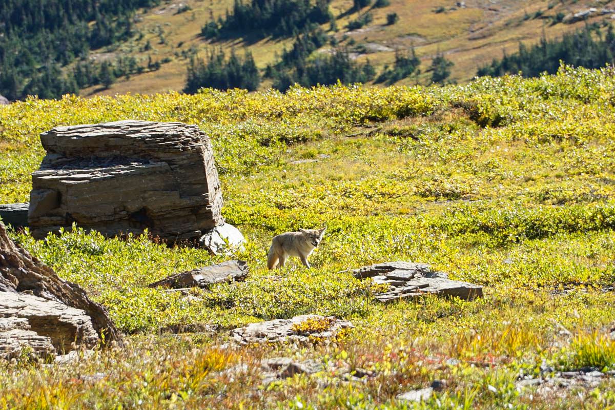 Unsere Tipps für Wildtierbegegnungen: Kojote im Glacier Nationalpark