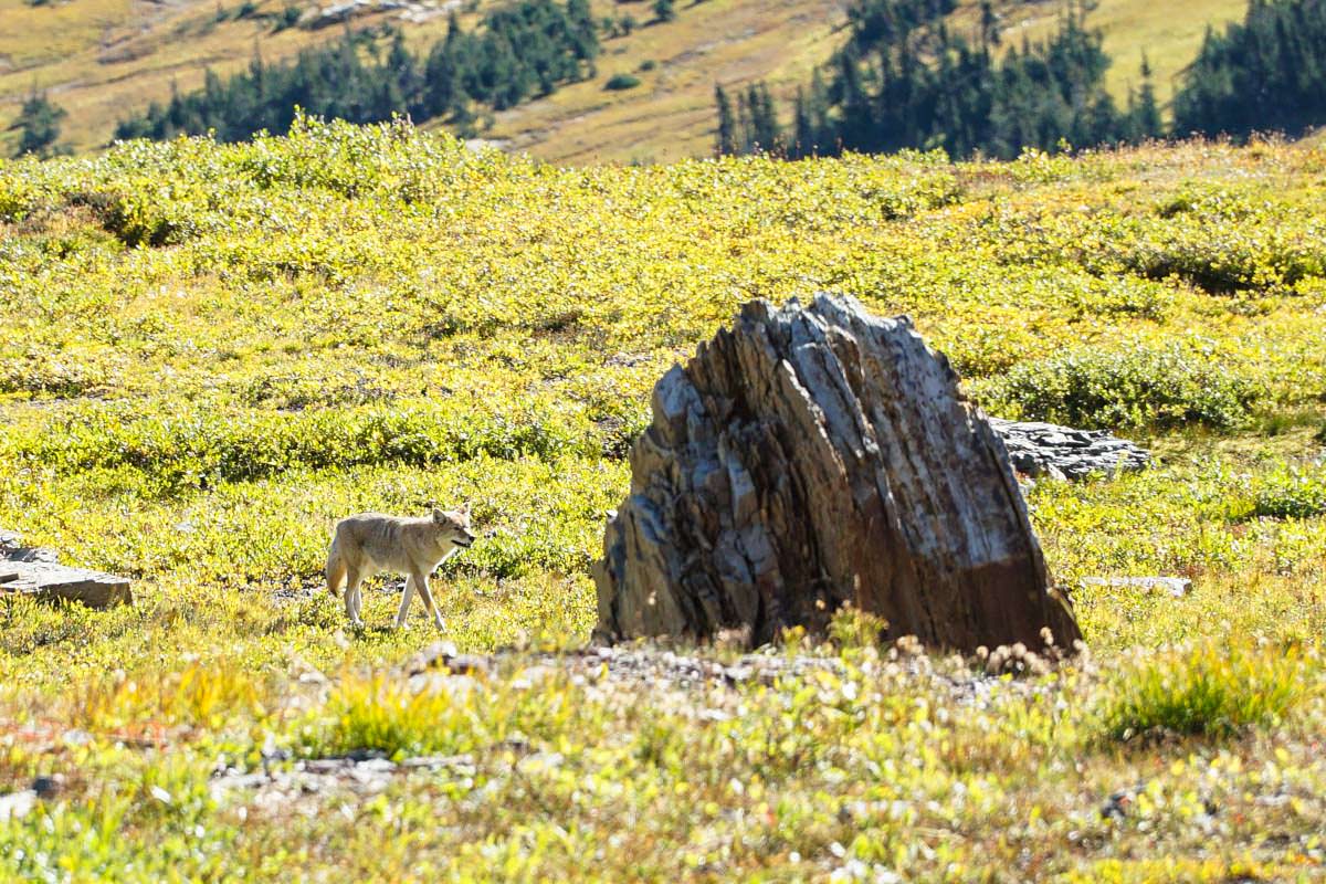 In unserem Beitrag findest du Tipps über die Wildtiere im Glacier Nationalpark (hier: Kojote)