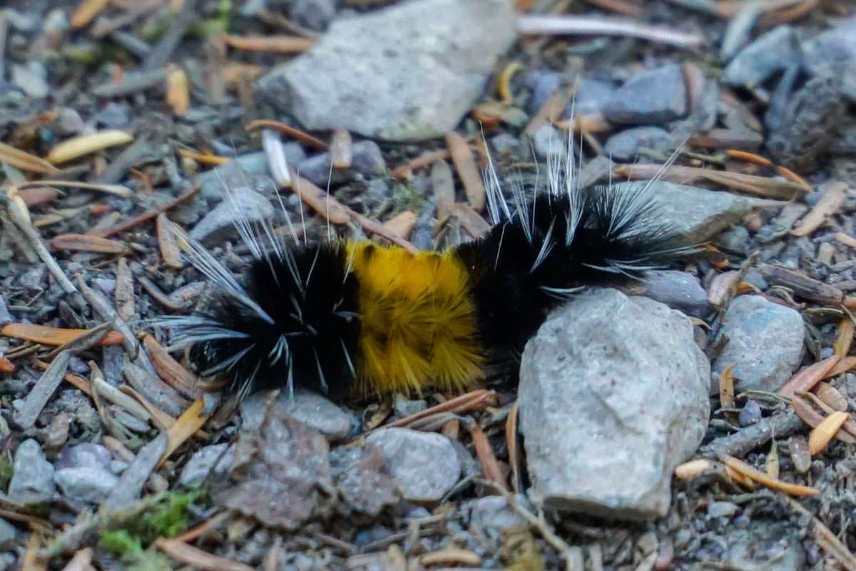 Raupe im Glacier Nationalpark