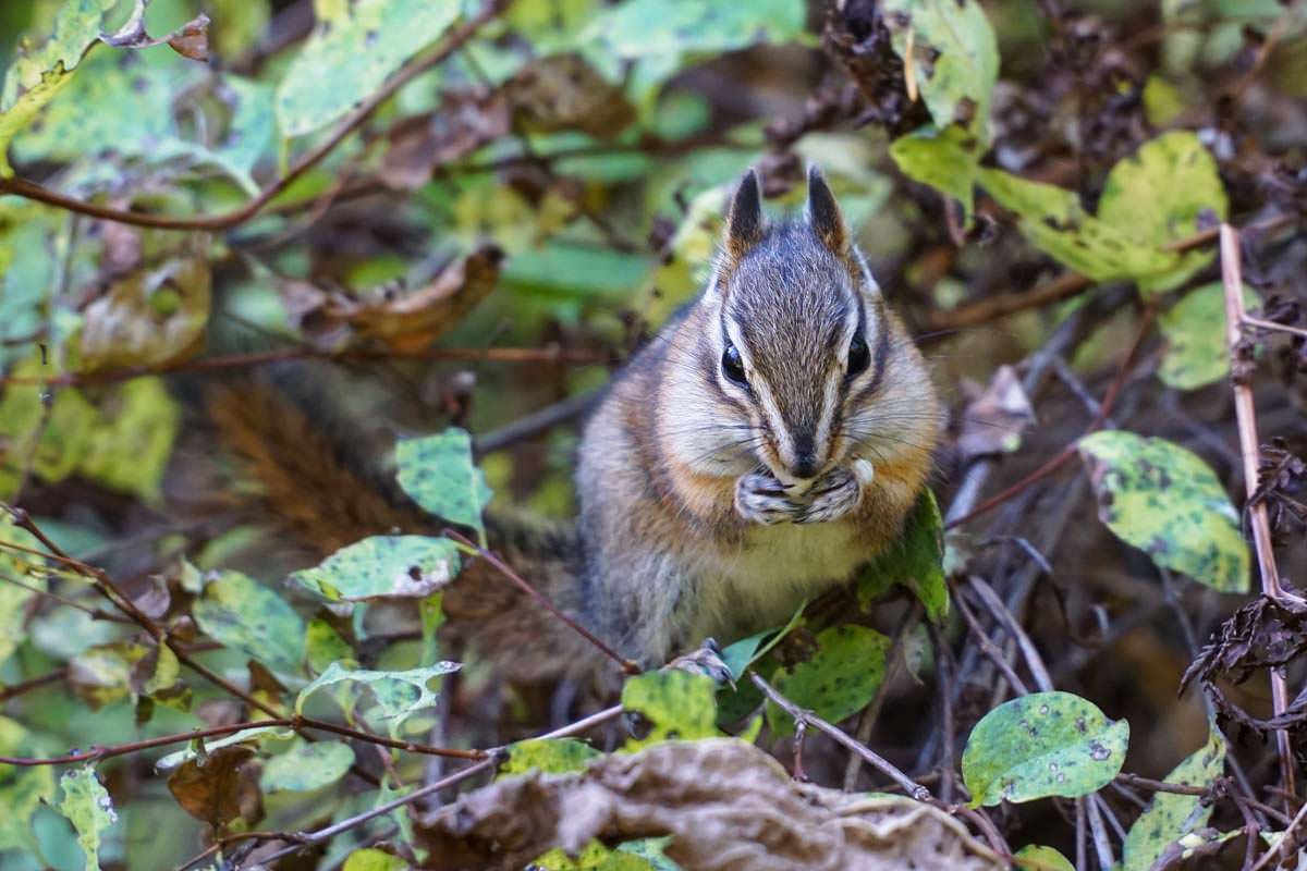 Streifenhörnchen im Glacier Nationalpark