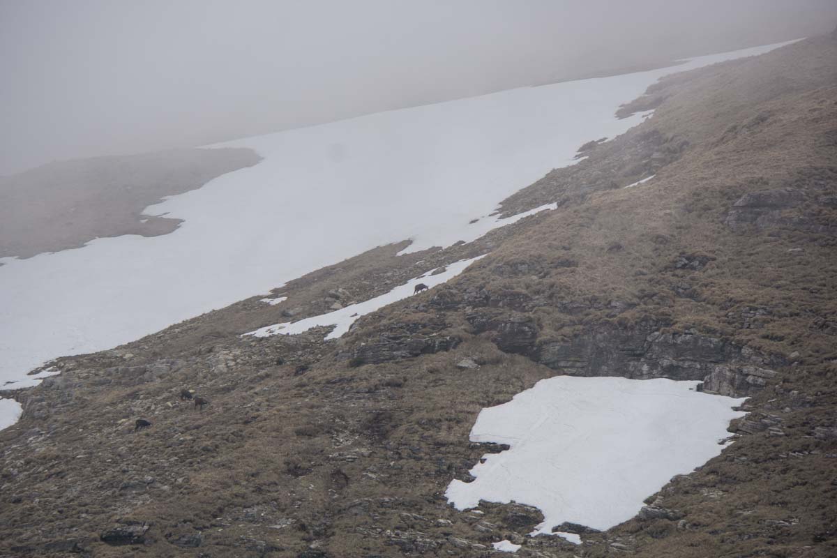 Gämsen im Nebel im Allgäu