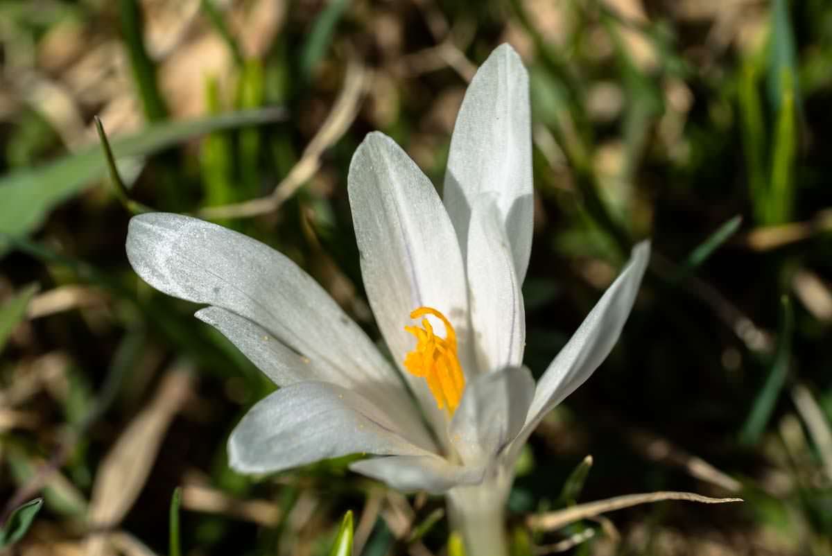 weißer Krokus im Allgäu