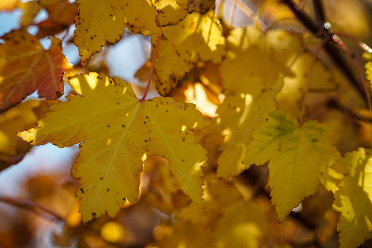 Tipps für den Indian Summer im Glacier Nationalpark