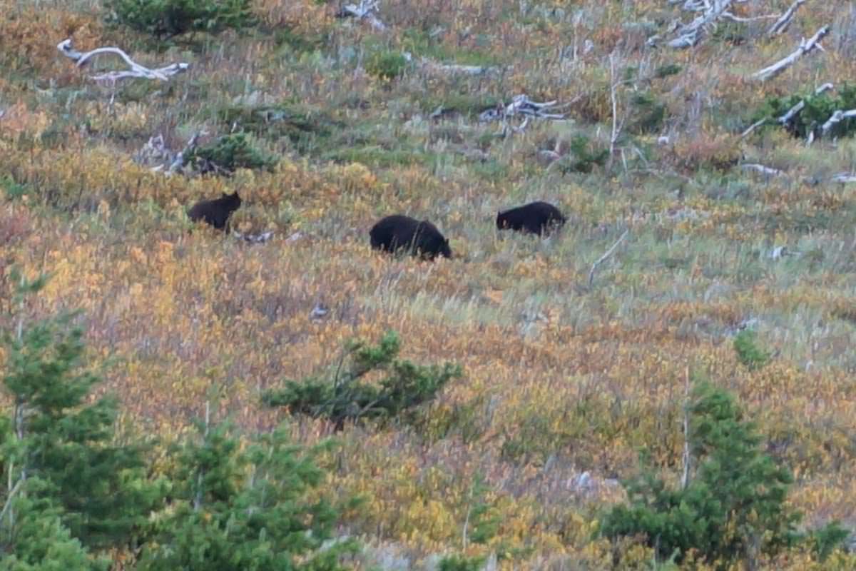 Bärenfamilie im Glacier Nationalpark