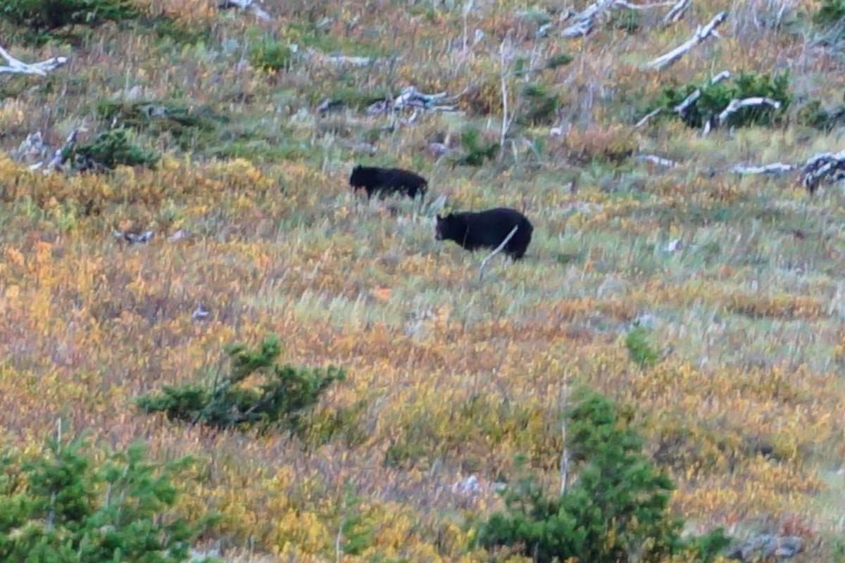 Vor einem Besuch im Glacier Nationalpark macht es Sinn, sich Tipps für den Umgang mit Bären geben zu lassen