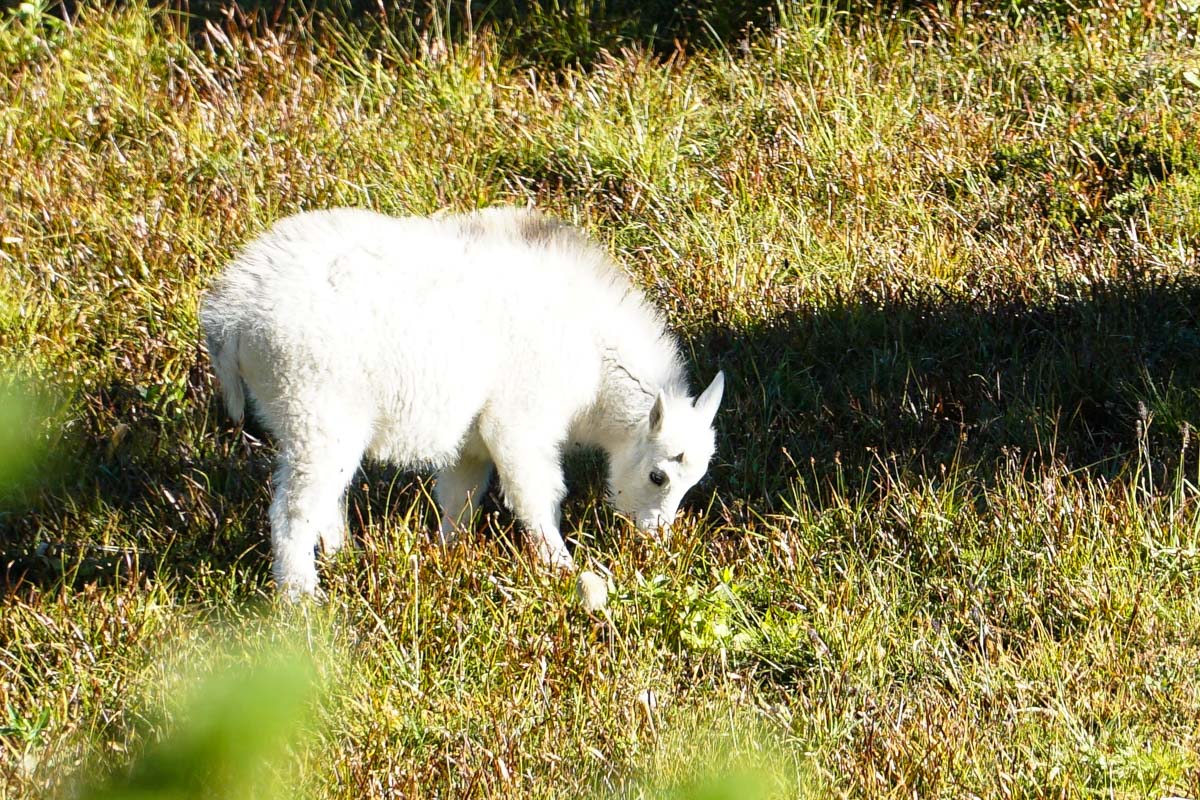 Schneeziege im Glacier Nationalpark