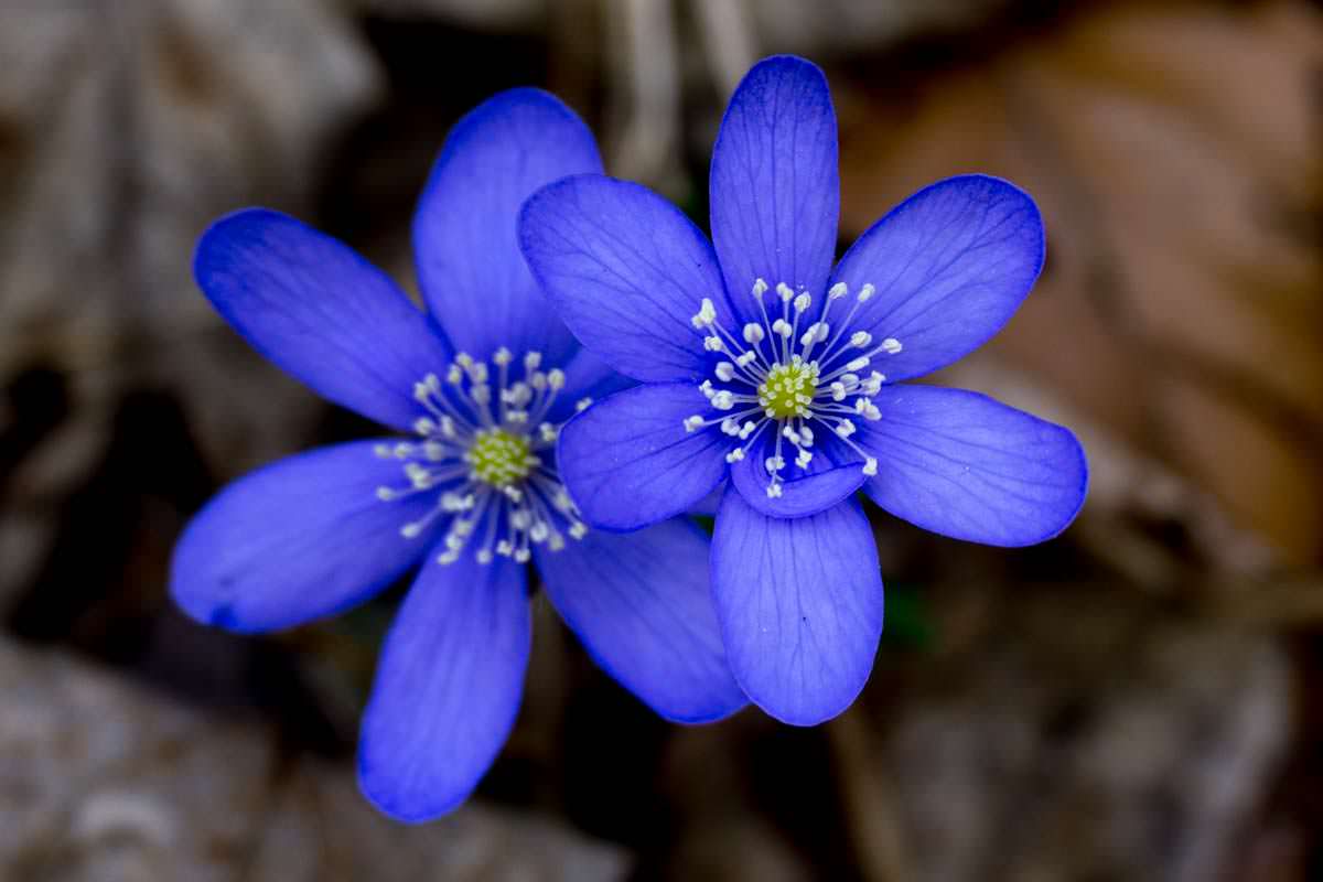 Blaues Buschwindröschen / Anemone im Allgäu