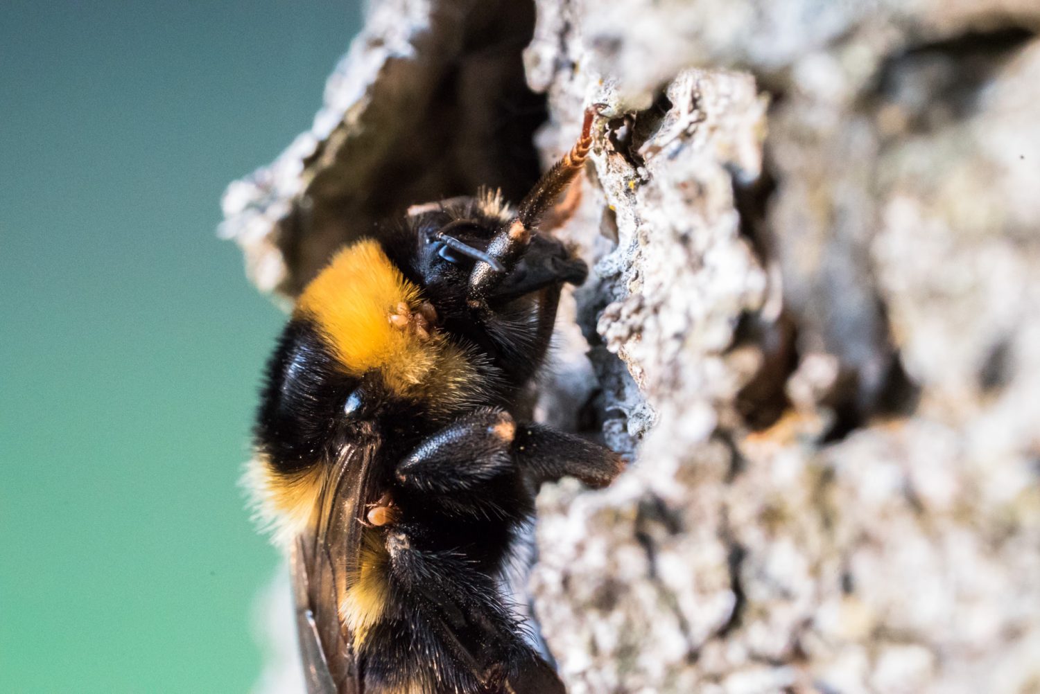 Hummelkönigin mit Hummelmilben (Kuzinia laevis)