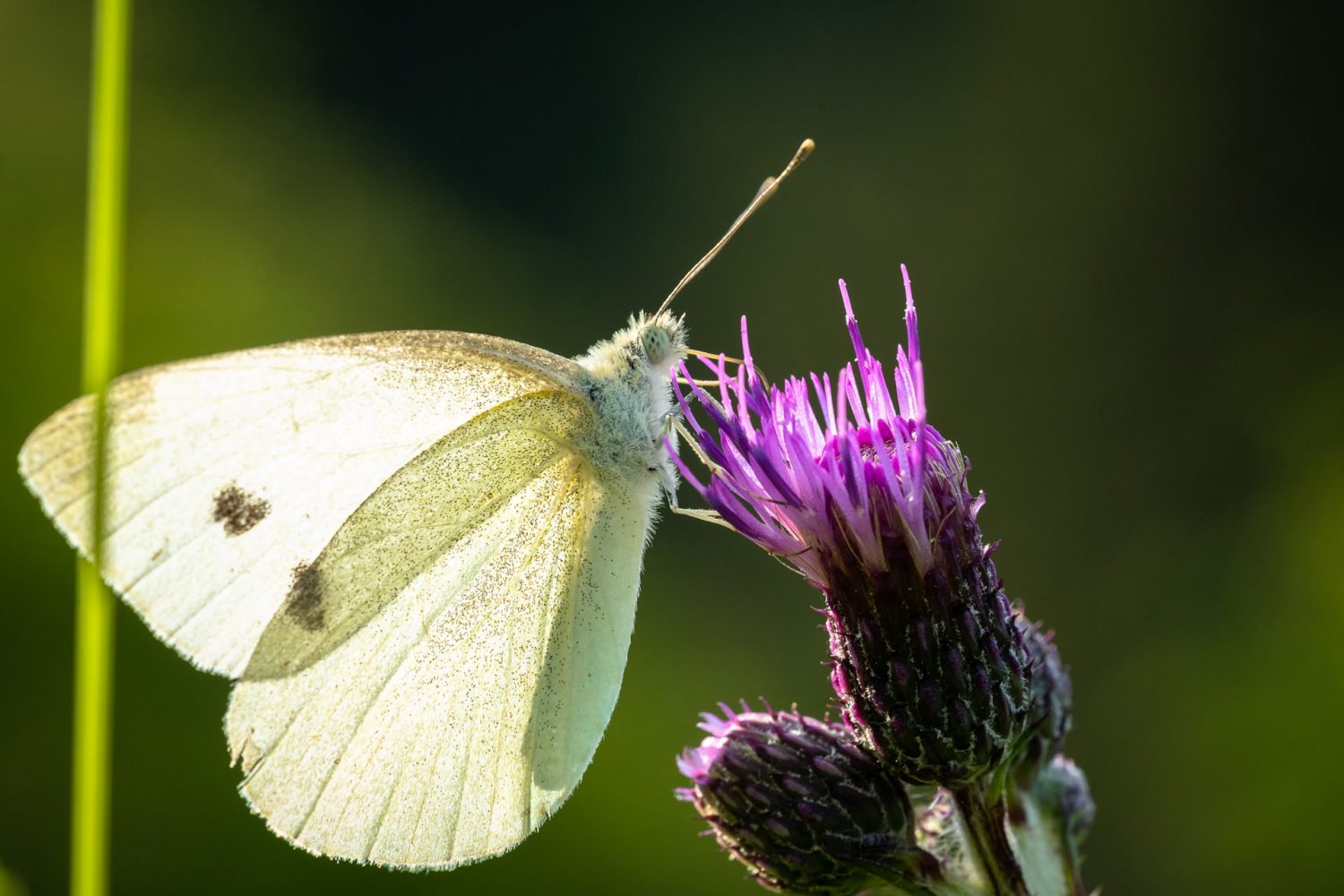 Großer Kohlweißling (Pieris brassicae) auf einer Distel