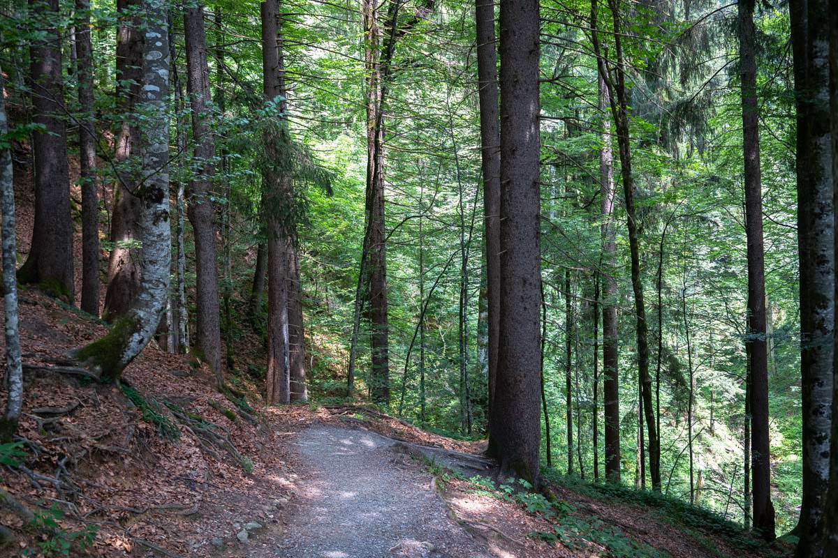 Das Naturwaldreservat Achrain liegt oberhalb der Buchenegger Wasserfälle