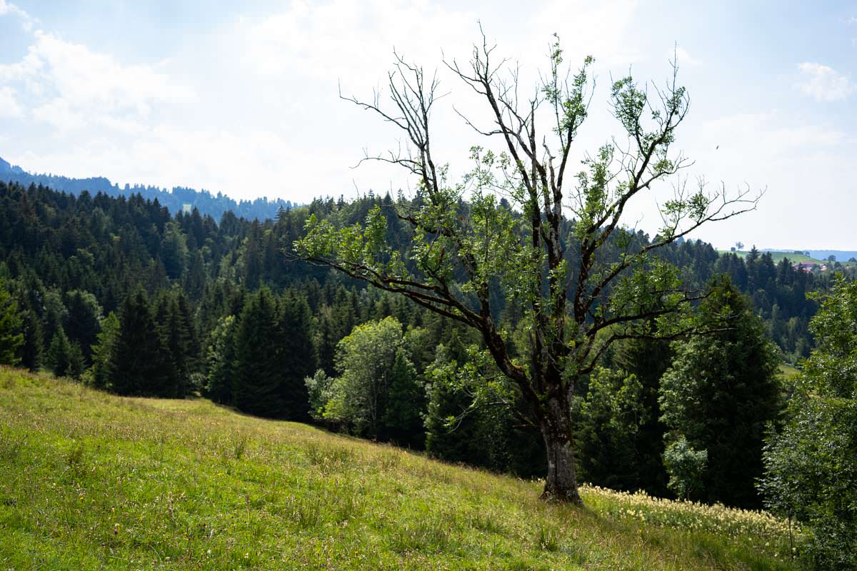 Baum im Allgäu