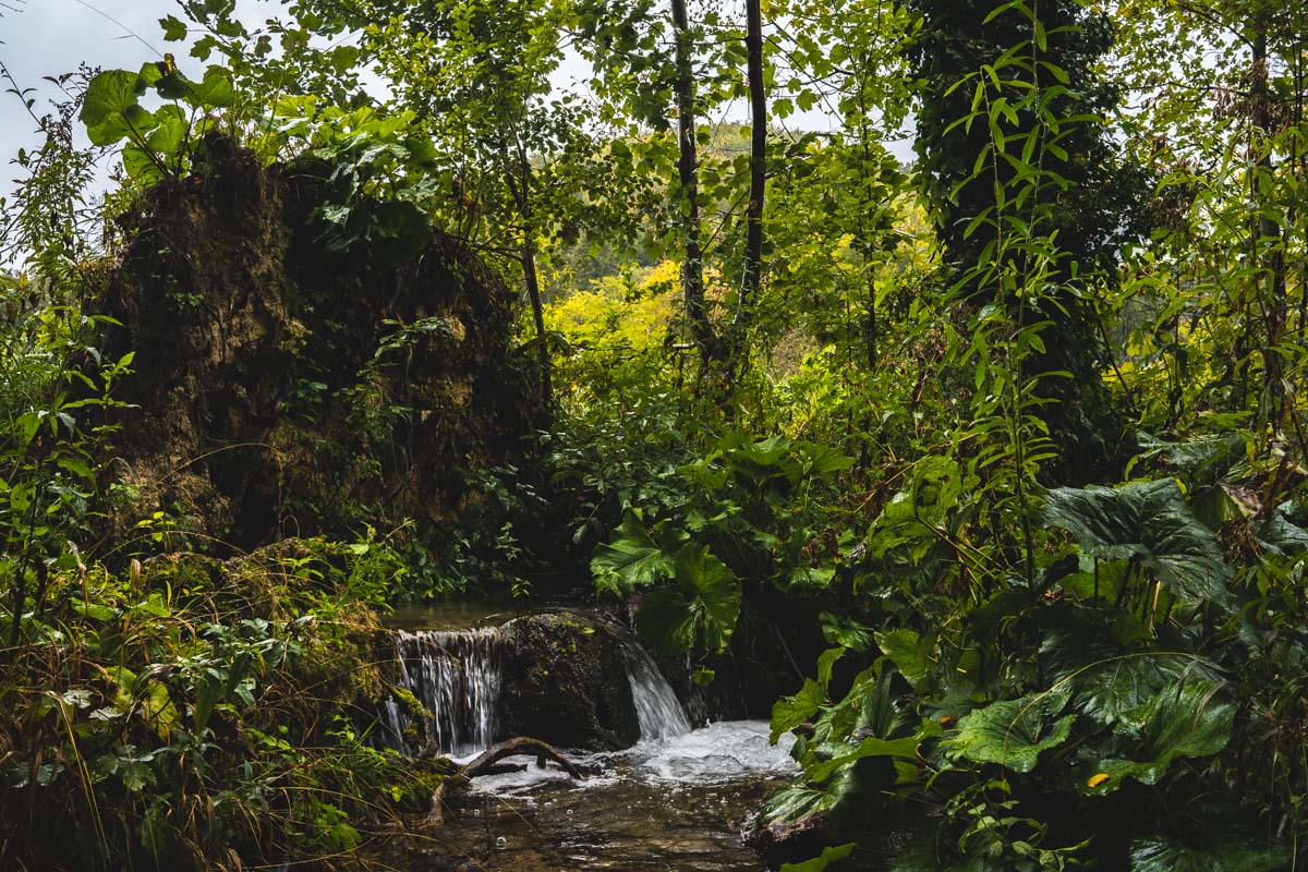 Dschungelartige Landschaft im Nationalpark Plitvicer Seen