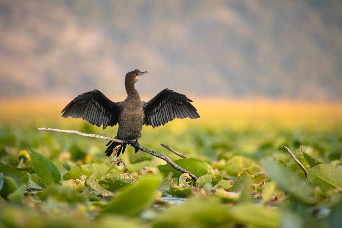 Kormoran am Skadar See (Montenegro)