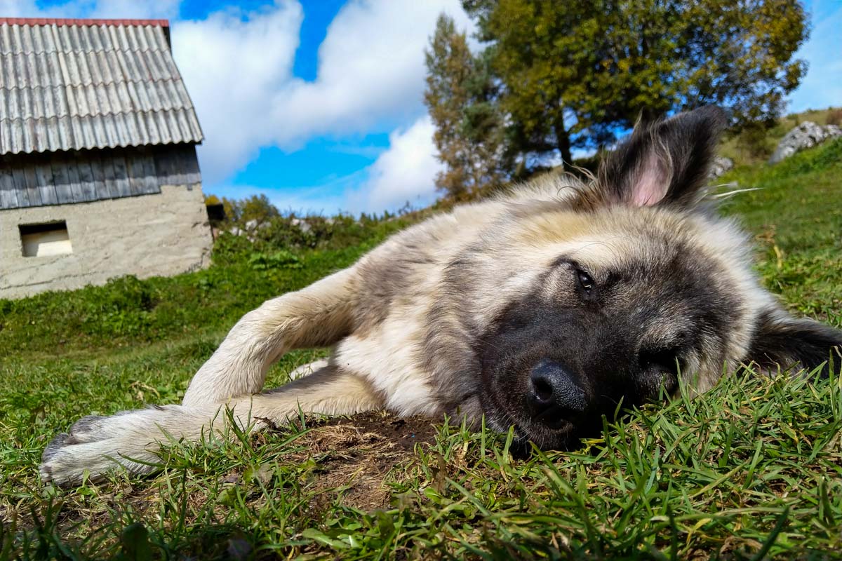 Straßenhund in Montenegro