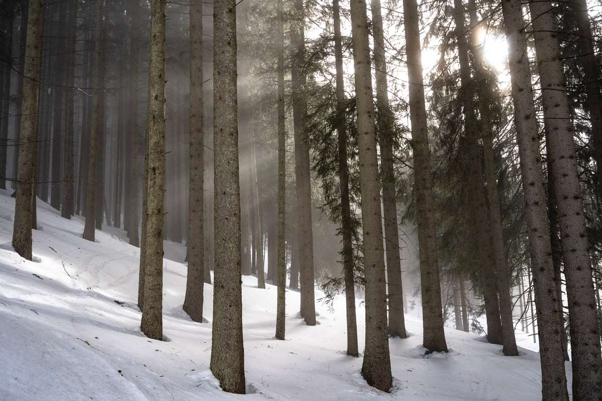 Sonnenstrahlen dringen durch Wald im Allgäu