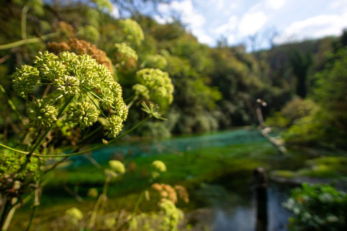 Pflanzen am Syri i Kaltër (Albanien)