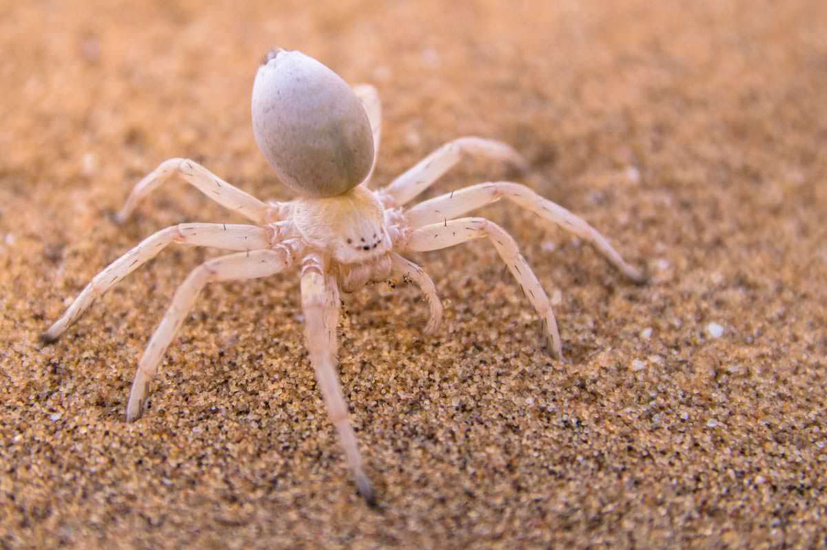 Afrikanische Radspinne (Namibia)