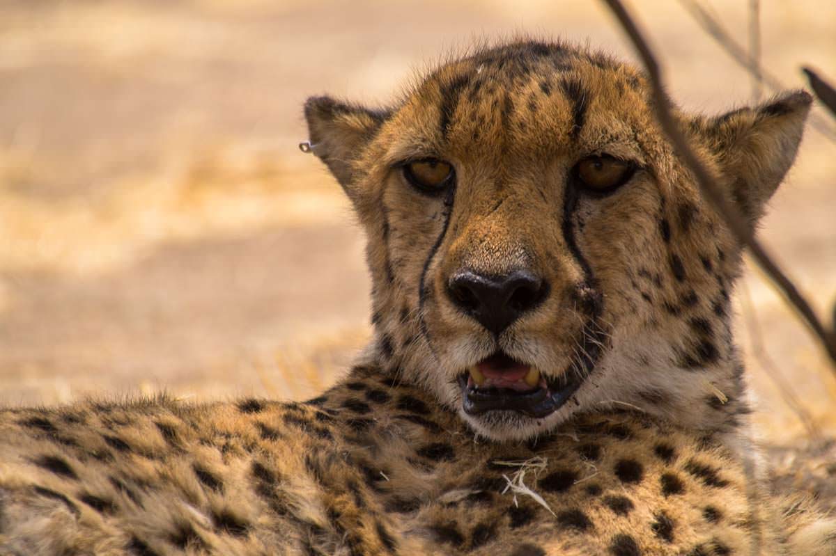Gepard im Cheetah Conservation Fund (CCF, Namibia)