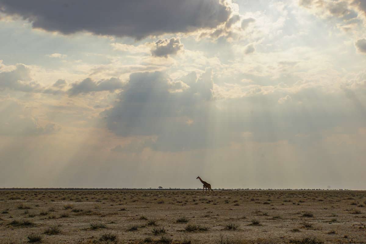 Giraffe in der Etosha Pfanne