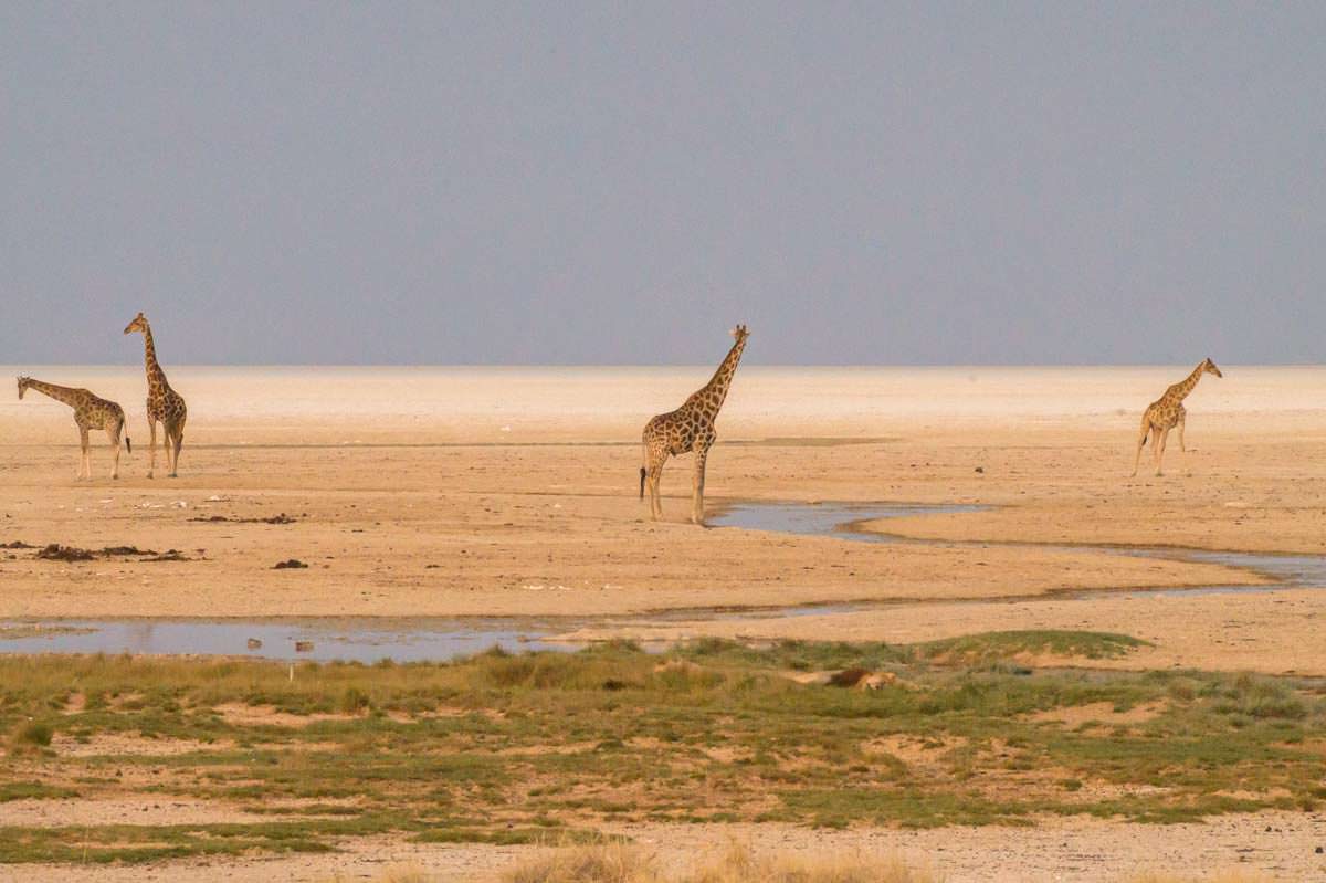 Giraffen am Okondeka Wasserloch im Etosha NP