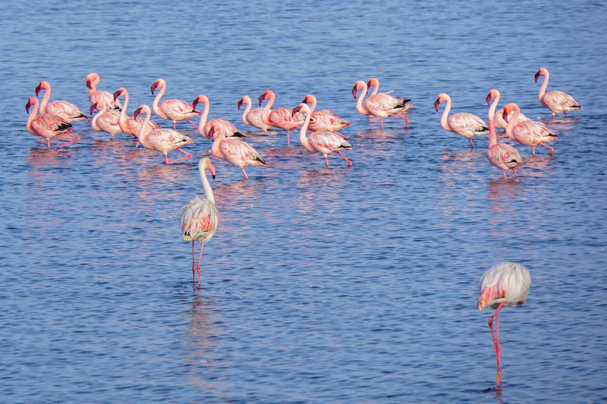 Flamingos bei Walvis Bay