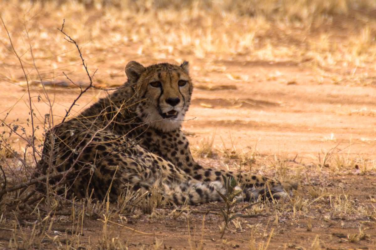 Gepard im Cheetah Conservation Fund (CCF, Namibia)