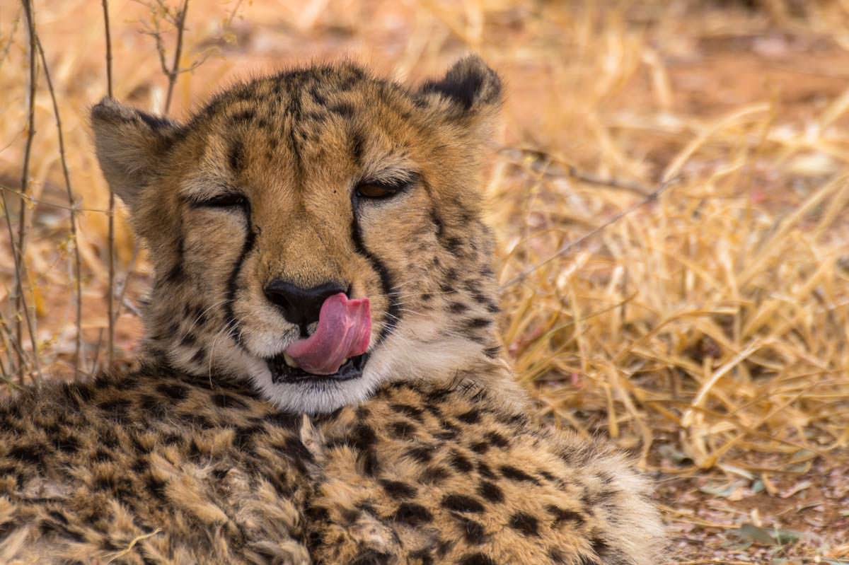 Gepard im Cheetah Conservation Fund (CCF, Namibia)