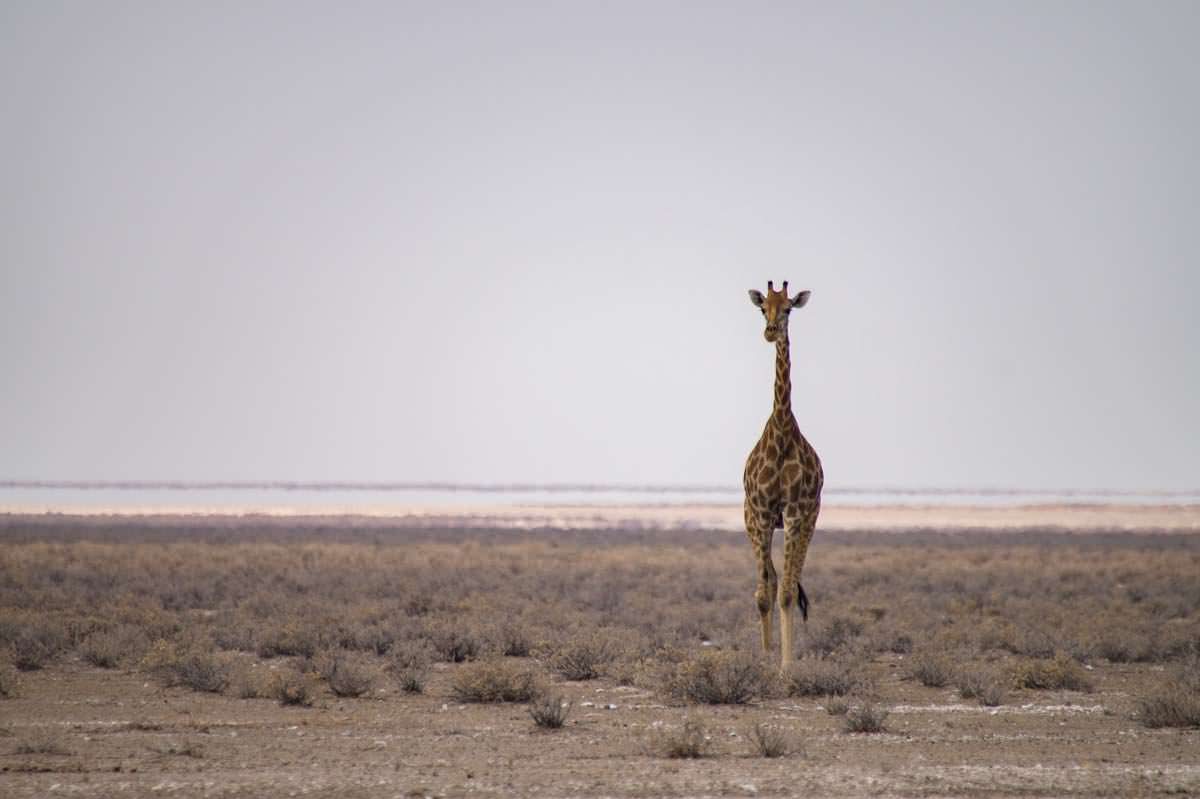 Giraffe im Etosha NP