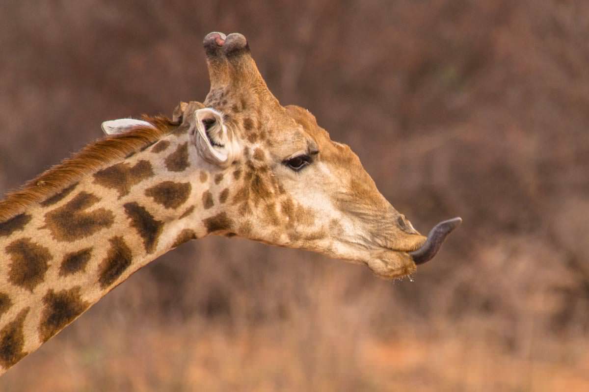 Giraffe am Waterberg Plateau NP