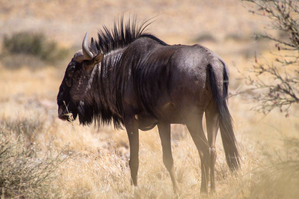 Gnu im Namib Naukluft NP (Namibia)