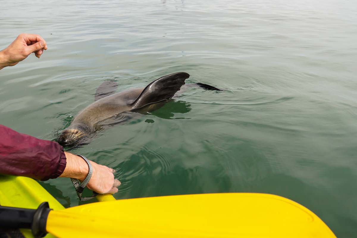 Pelican Point Kayaking mit Robben (Walvis Bay)