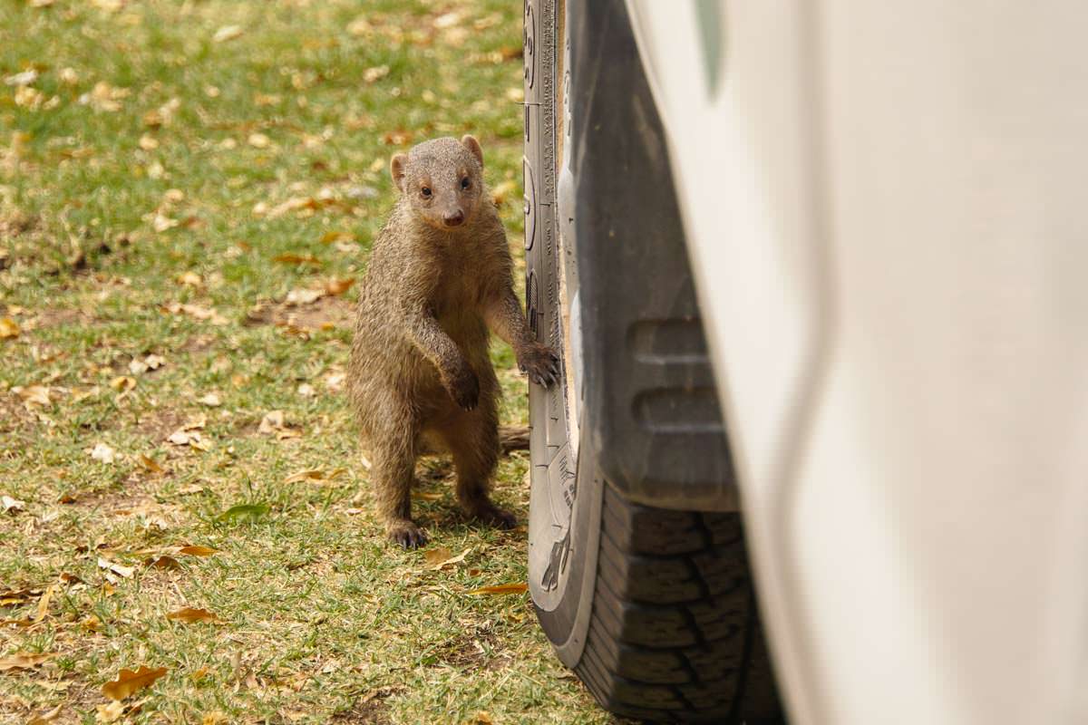 Eine Manguste versteckt sich hinter unserem Autoreifen (Waterberg, Namibia)