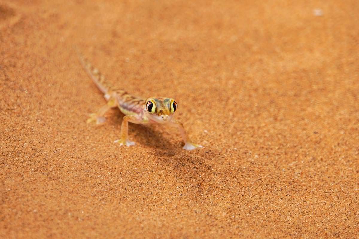 Namibgecko (Dorob NP, Namibia)