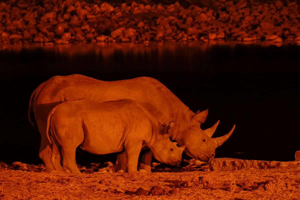 Nashörner am Okaukuejo Wasserloch (Etosha NP)