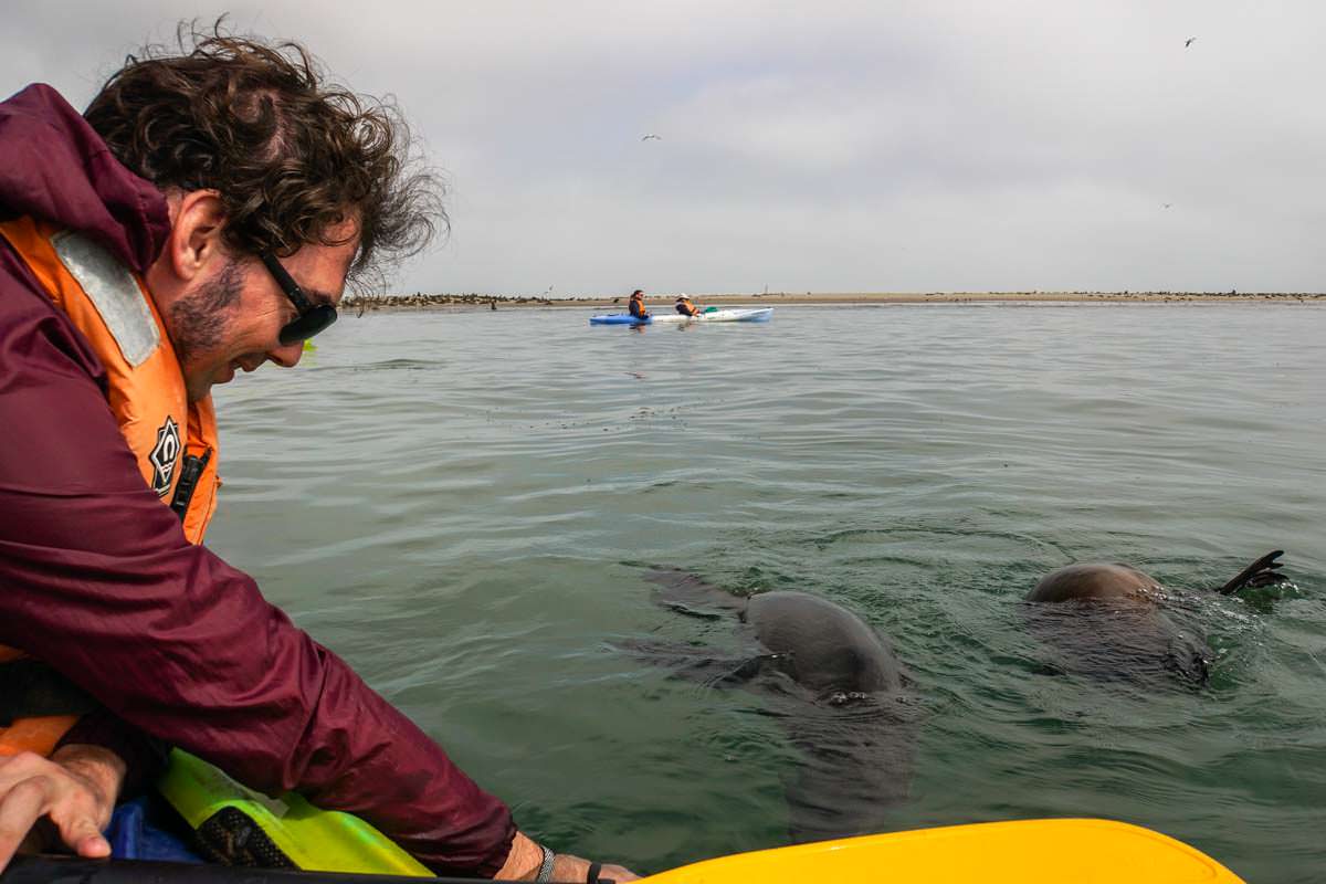 Pelican Point Kayaking mit Robben (Walvis Bay)