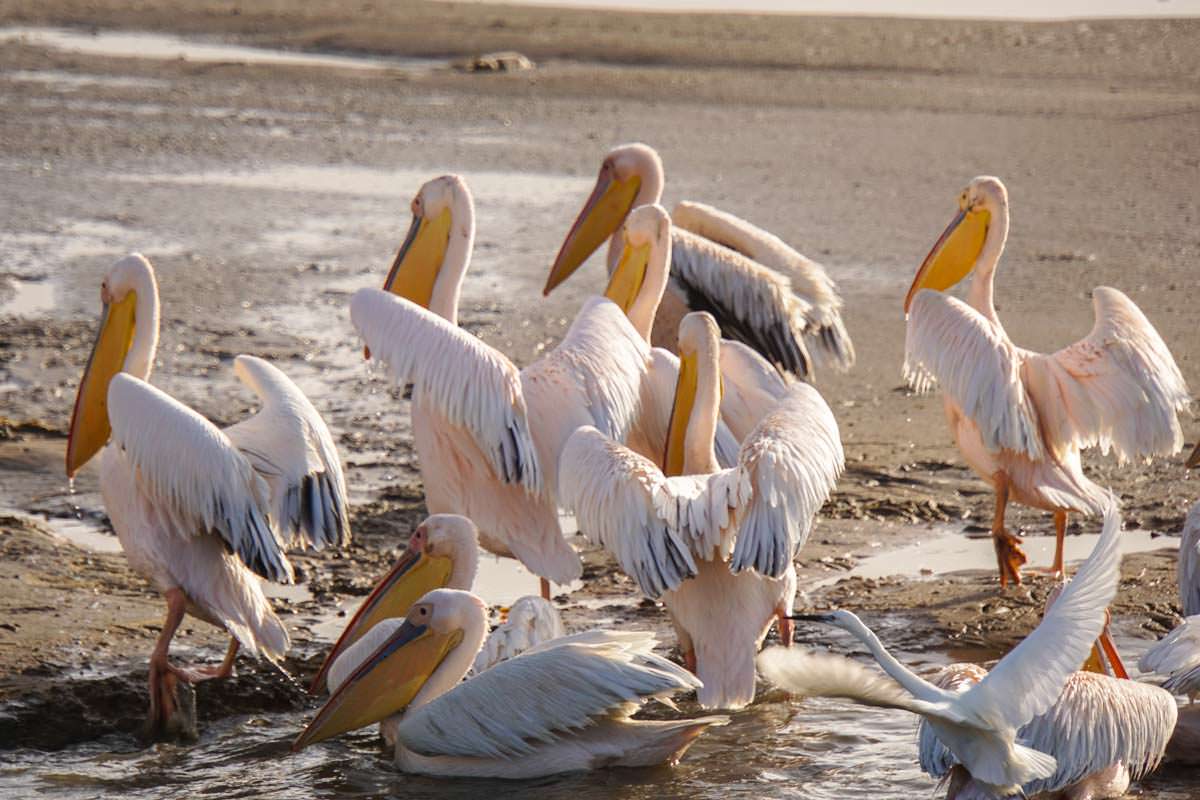 Pelikane bei Walvis Bay