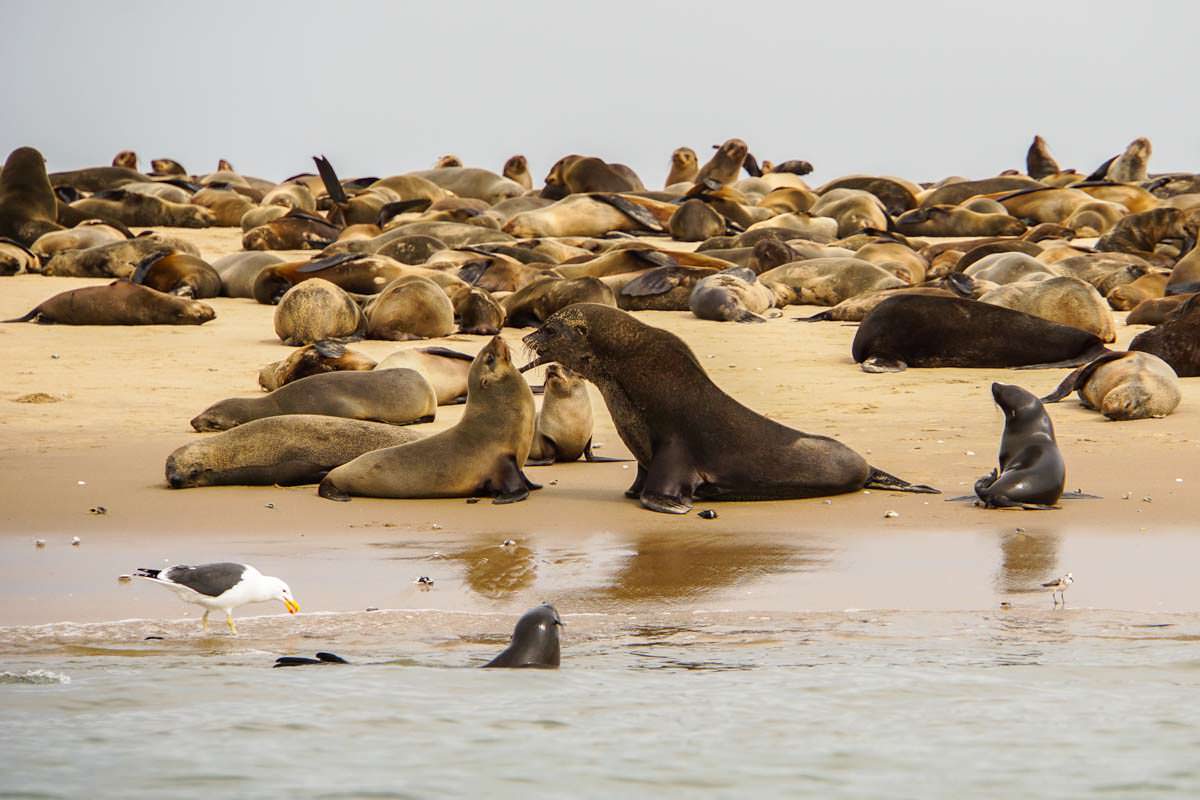 Robbenkolonie am Pelican Point (Walvis Bay)