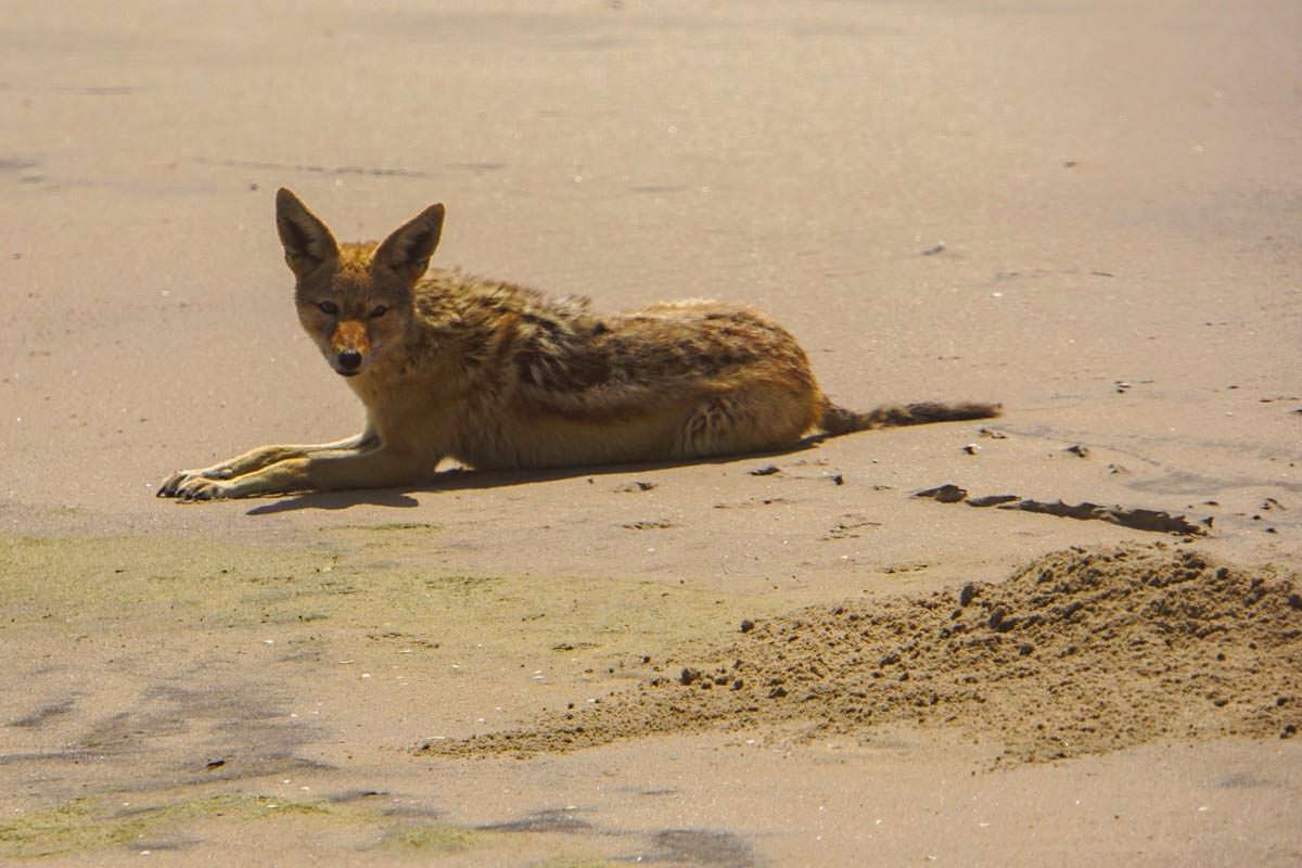 Schakal am Strand (Walvis Bay, Namibia)