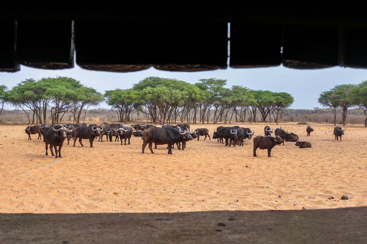 Shelter am Wasserloch im Waterberg NP (Namibia)