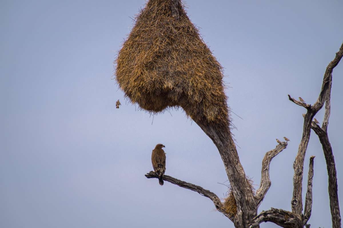 Vogelnest in Namibia