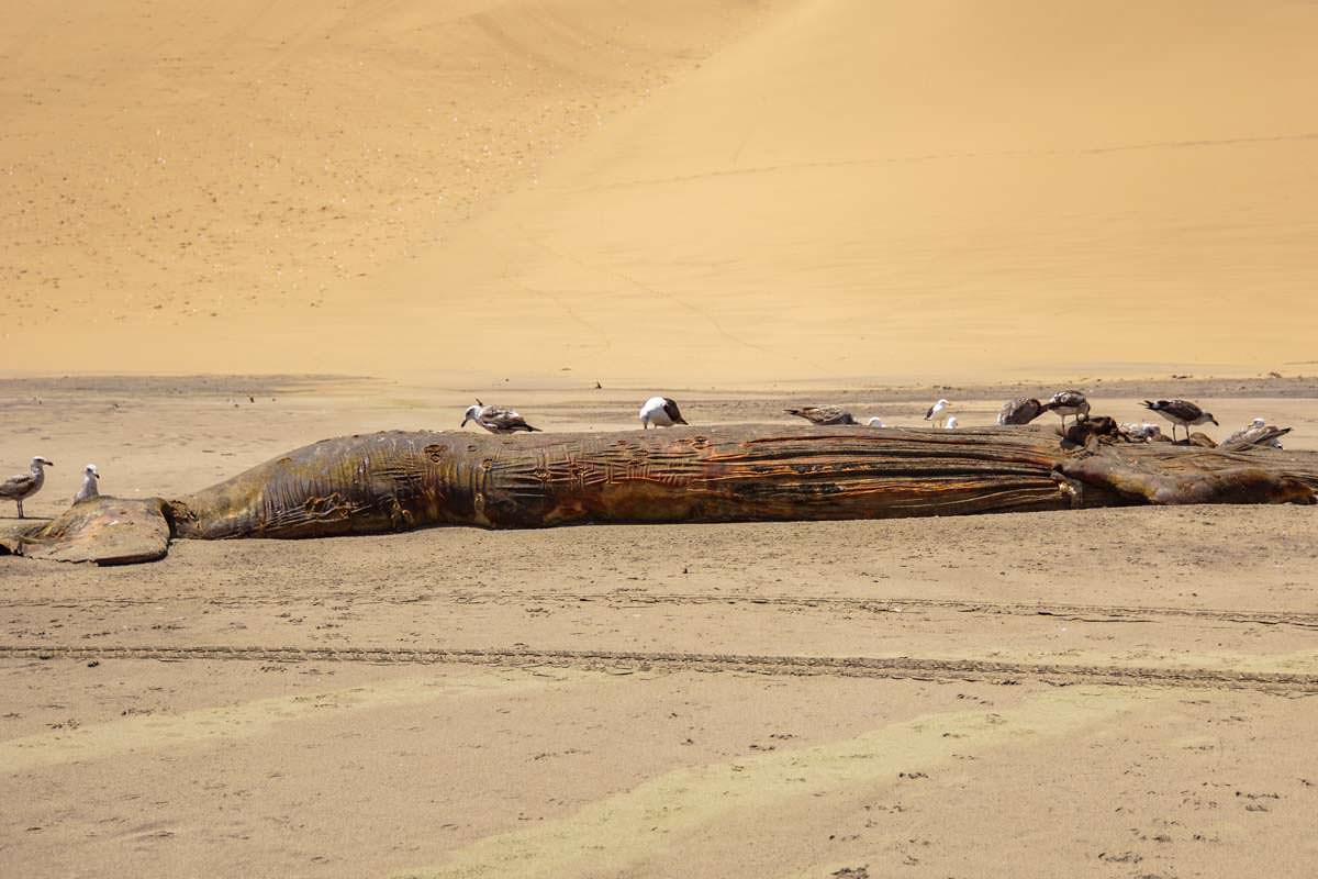 Toter Wal am Strand (Walvis Bay, Namibia)