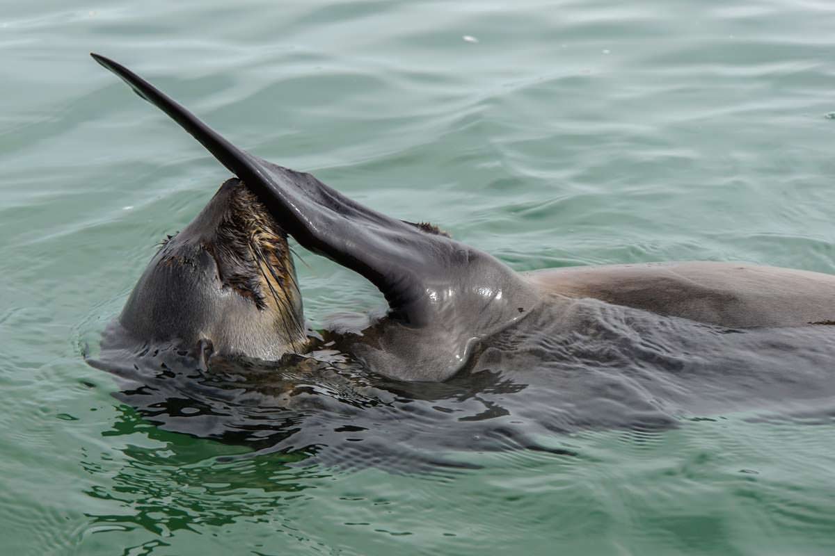 Robbe beim Pelican Point Kayaking (Walvis Bay)