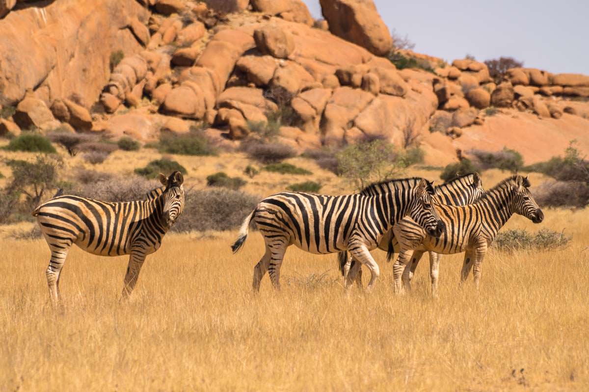 Zebras (Spitzkoppe, Namibia)