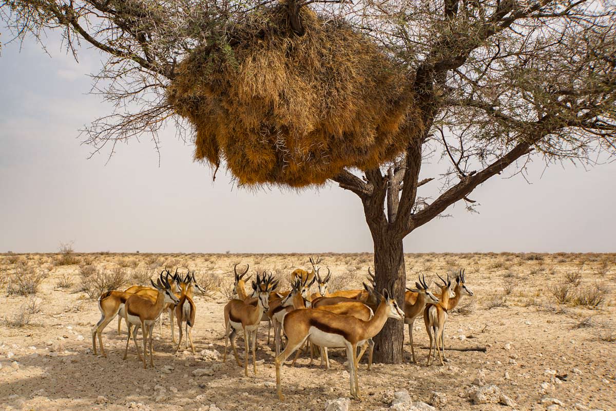 Springbock Antilopen suchen Schutz vor der Sonne im Etosha NP